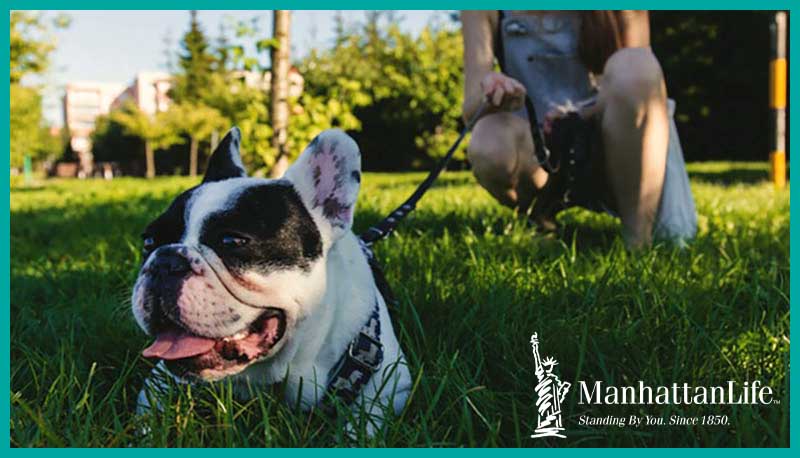 dog on leash laying in grass